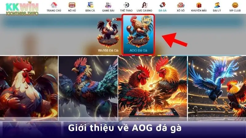 Giới thiệu về AOG đá gà