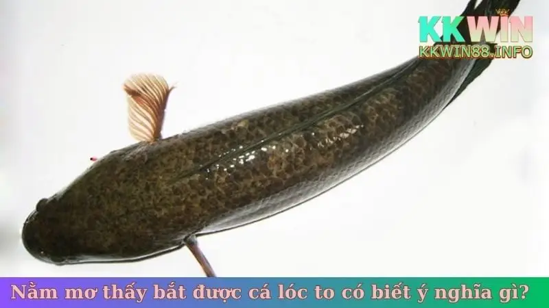 Nằm mơ thấy bắt được cá lóc to có biết ý nghĩa gì?