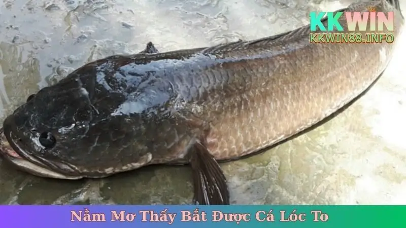 Nằm Mơ Thấy Bắt Được Cá Lóc To